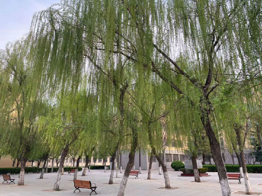 微信图片_20200331100248.jpg